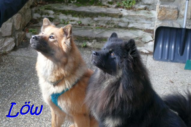 9.12.2020 - Aria und Howie die Braven